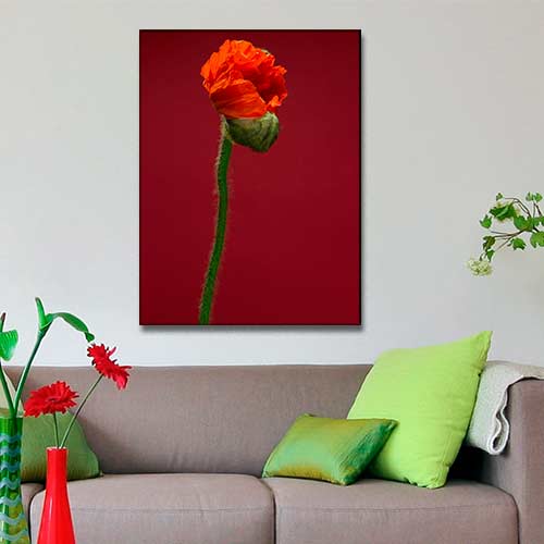 Quadro Decorativo - Papoula